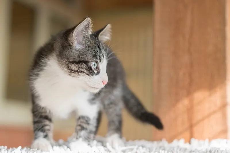 Tierheim Rosel des Tierschutzvereins Biel/Bienne - Seeland - Jura bernois — Tierheim, Orpund, Bern. Foto 2