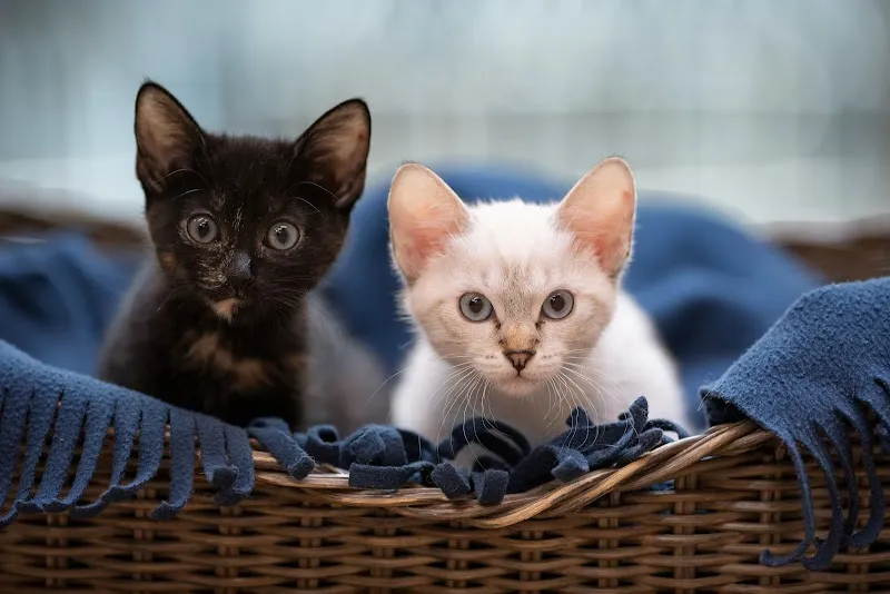 Tierheim an der Birs — Tierheim in Basel, Basel-Stadt. Bewertung 4.3/5.