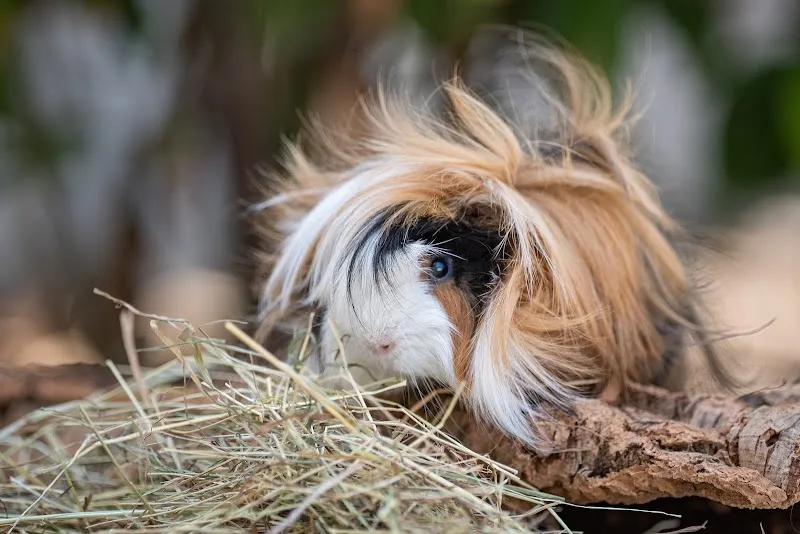 Tierheim an der Birs — Tierheim, Basel, Basel-Stadt. Foto 2