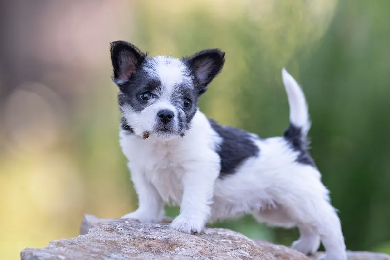 Tierheim an der Birs — Tierheim, Basel, Basel-Stadt. Foto 3