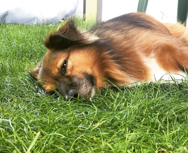 Tierschutz Tierheim Arolfingen — Tierheim, Rothrist, Aargau. Foto 2