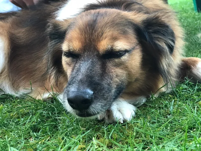 Tierschutz Tierheim Arolfingen — Tierheim, Rothrist, Aargau. Foto 3