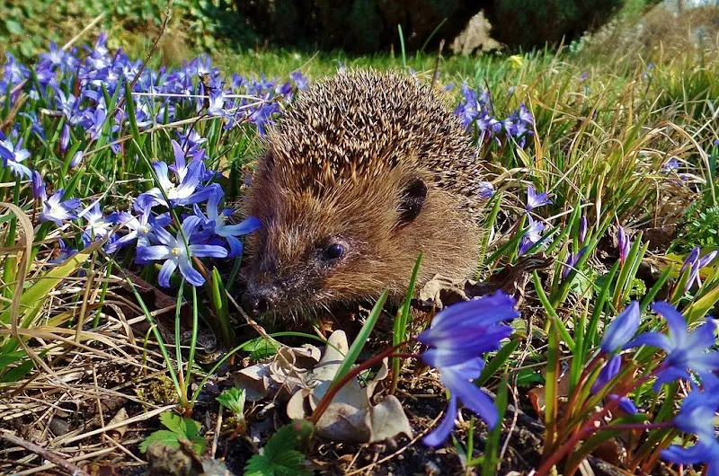 Tierschutz-Region-Thun — Tierheim, Unterlangenegg, Bern. Foto 2