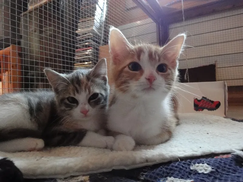 Tierschutz-Region-Thun — Tierheim, Unterlangenegg, Bern. Foto 3