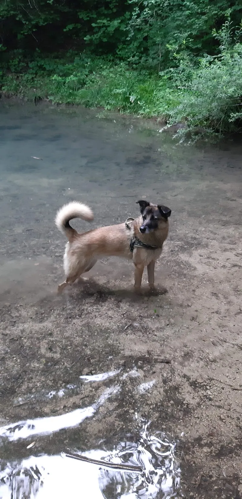 Tierschutzverein Portafortuna — Tierheim in Bern, Bern. Bewertung 5.0/5.