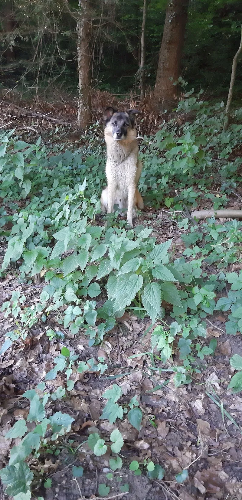 Tierschutzverein Portafortuna — Refuge, Bern, Berne. Foto 2