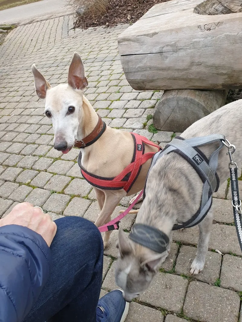 Fondation du Refuge SPA de Saint Légier la Chiésaz — Tierheim in Saint-Légier-La Chiésaz, Waadt. Bewertung 4.4/5.