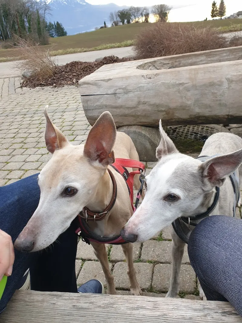 Fondation du Refuge SPA de Saint Légier la Chiésaz — Tierheim, Saint-Légier-La Chiésaz, Waadt. Foto 2