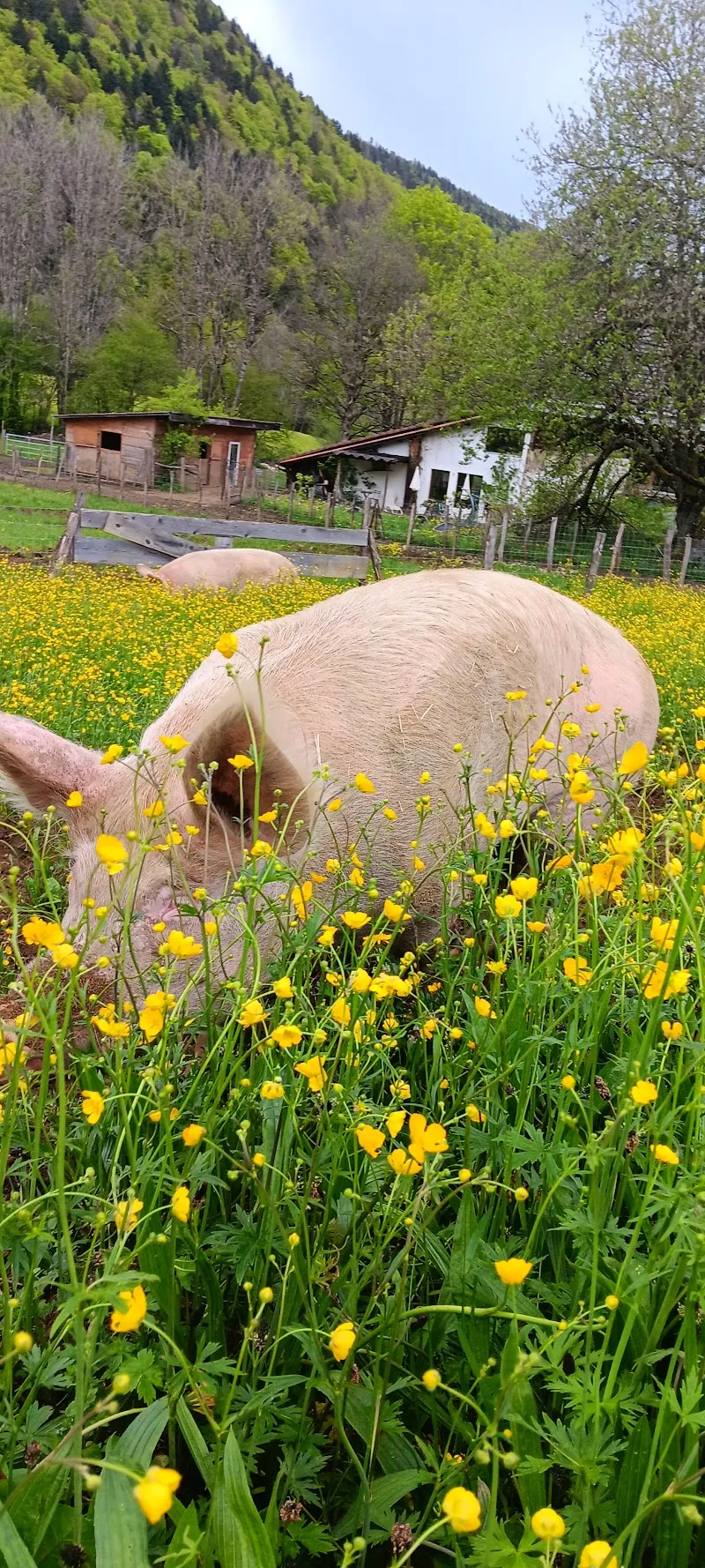 Les Îl'O Refuges — Tierheim in Val-de-Ruz, Neuenburg. Bewertung 5.0/5.