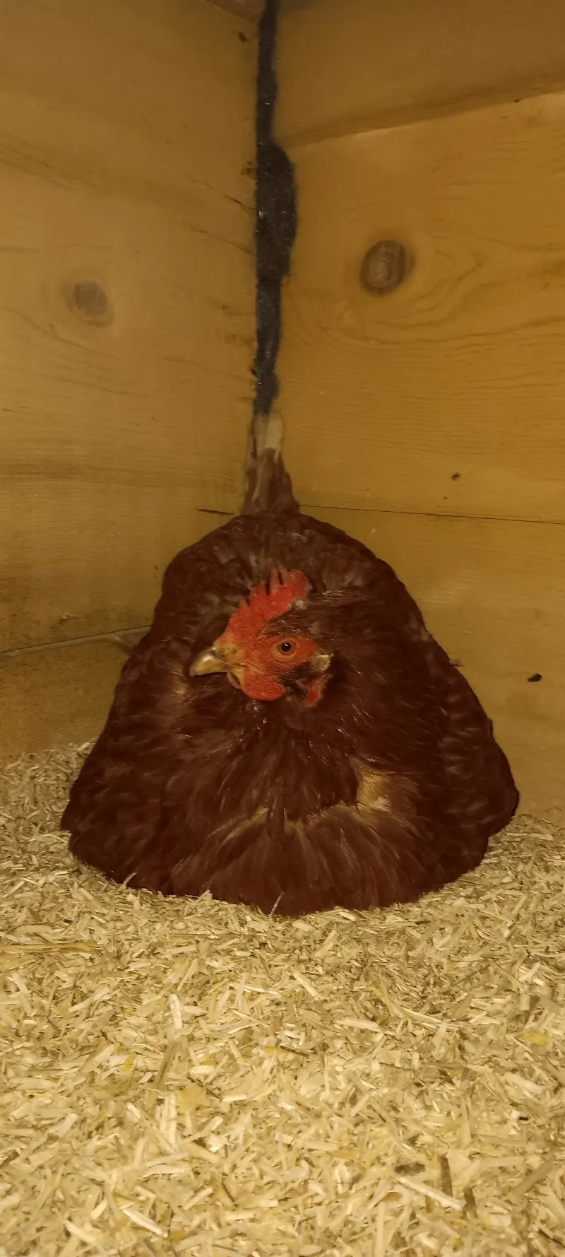 Les Îl'O Refuges — Tierheim, Val-de-Ruz, Neuenburg. Foto 3