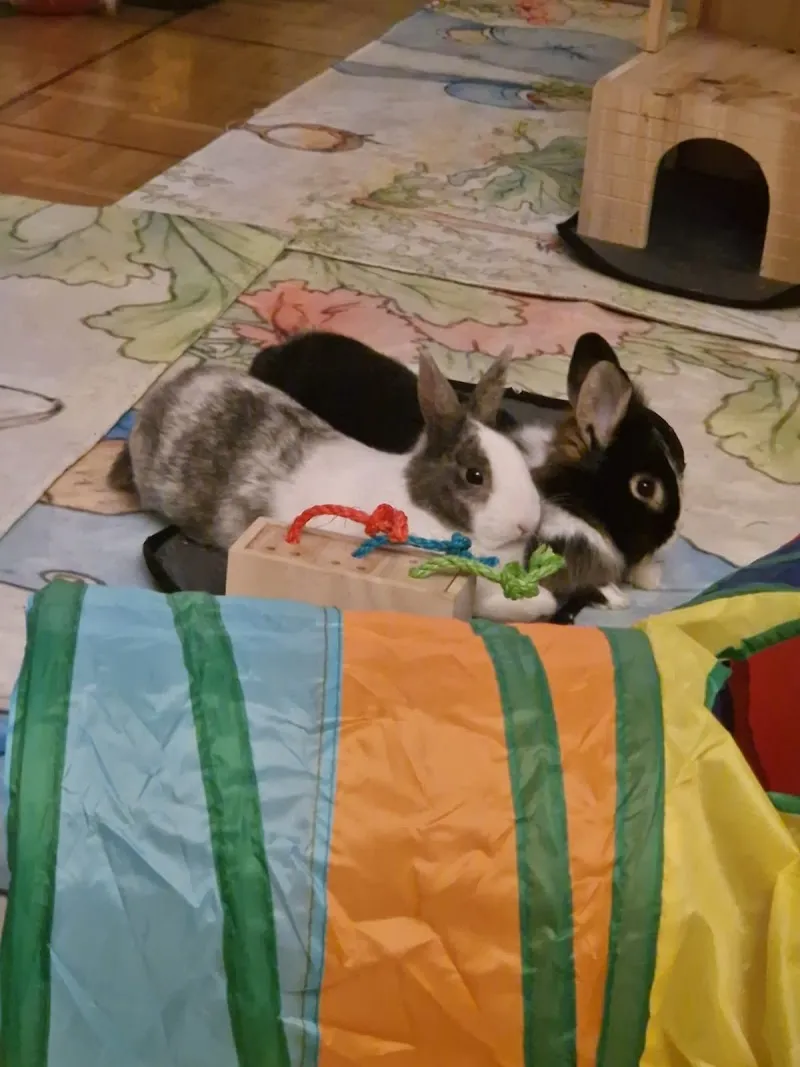 Passion Petits Animaux - Pension, élevage, refuge et magasin à Ballens / lapins nains, cochons d'Inde et chats Ragdolls — Tierheim, Ballens, Waadt. Foto 2