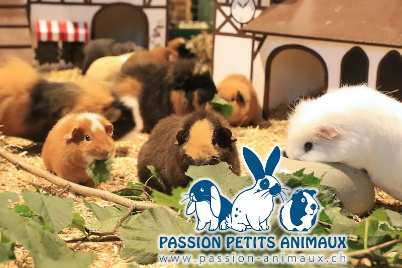 Passion Petits Animaux - Pension, élevage, refuge et magasin à Ballens / lapins nains, cochons d'Inde et chats Ragdolls — Tierheim, Ballens, Waadt. Foto 3
