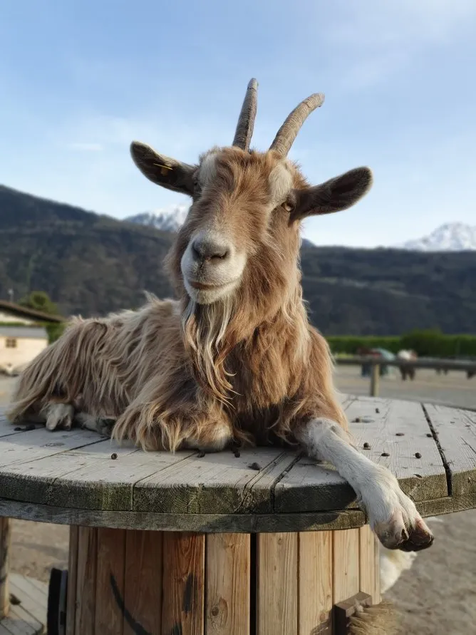 Refuge La Bouche qui rit — Tierheim in Saxon, Wallis. Bewertung 4.8/5.