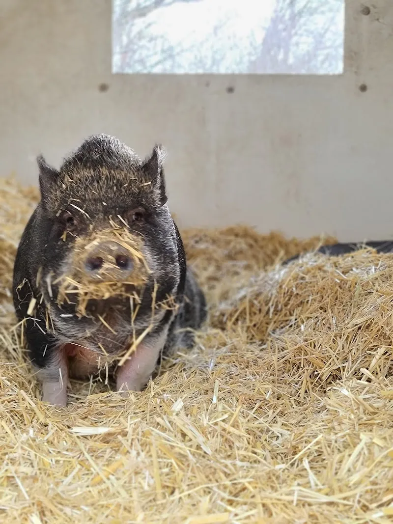 Refuge La Bouche qui rit — Refuge, Saxon, Valais. Foto 3