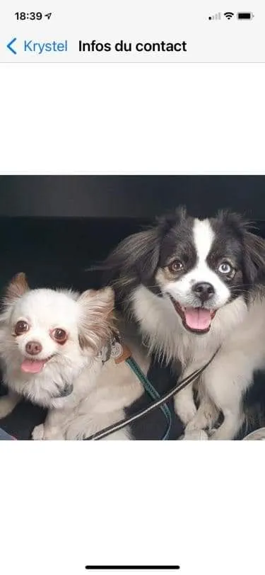 La Meute à krys -pension familiale chiens et chats — Katzenpension in Genève, Genf. 