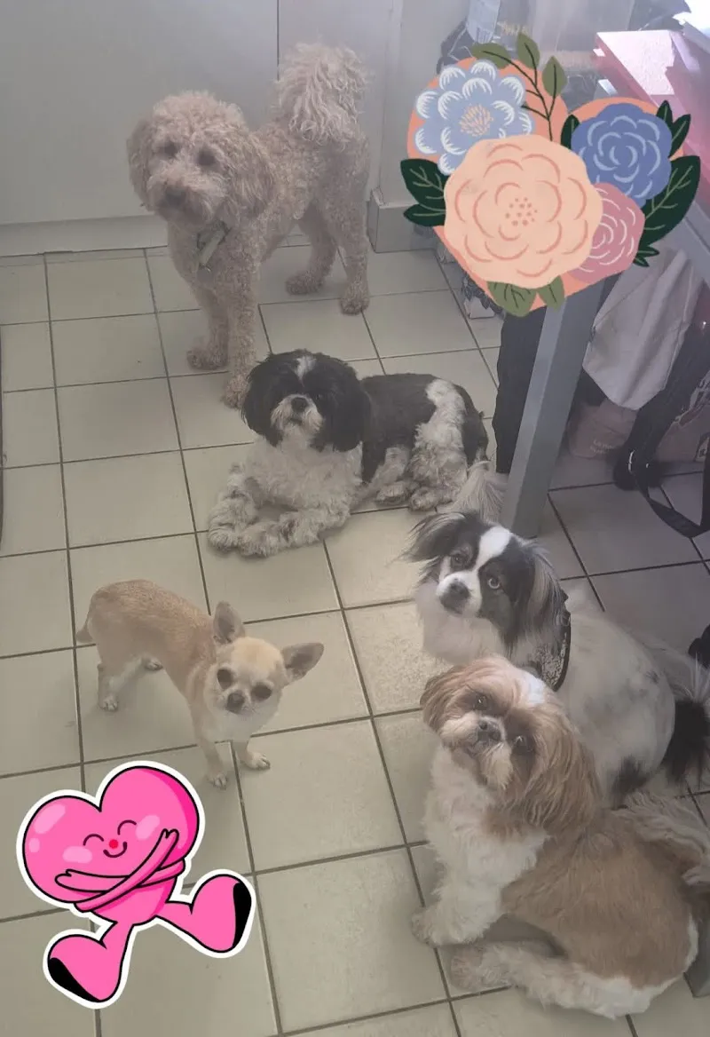 La Meute à krys -pension familiale chiens et chats — Katzenpension, Genève, Genf. Foto 2