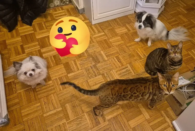 La Meute à krys -pension familiale chiens et chats — Katzenpension, Genève, Genf. Foto 3