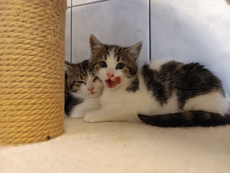 SPA La Chaux-de-Fonds — Tierheim in La Chaux-de-Fonds, Neuenburg. Bewertung 4.4/5.