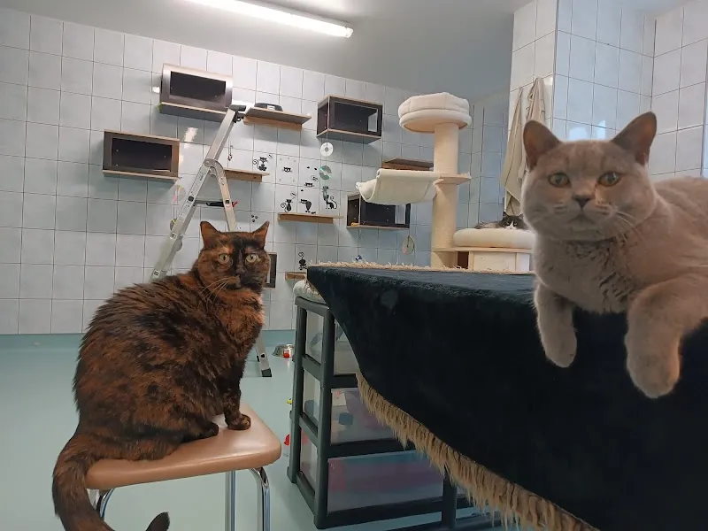 SPA La Chaux-de-Fonds — Refuge, La Chaux-de-Fonds, Neuchâtel. Foto 2