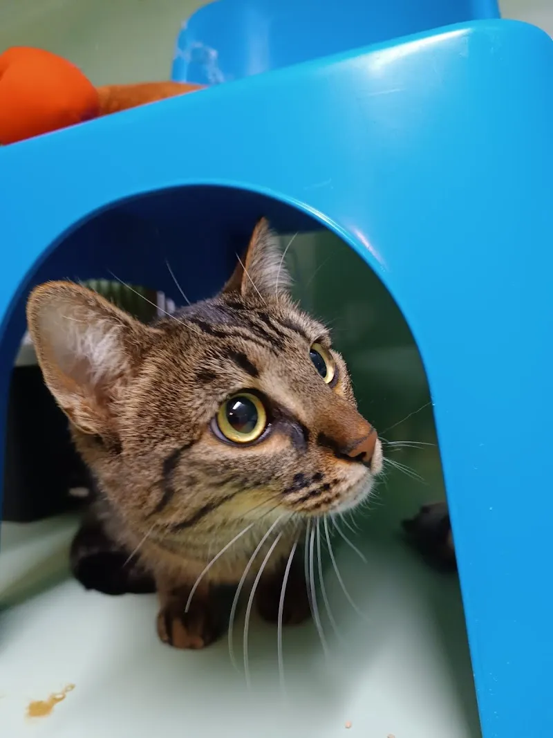 SPA La Chaux-de-Fonds — Refuge, La Chaux-de-Fonds, Neuchâtel. Foto 3