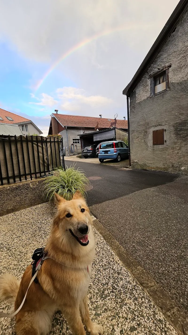 SPA Valais — Refuge, Uvrier, Valais. Foto 2