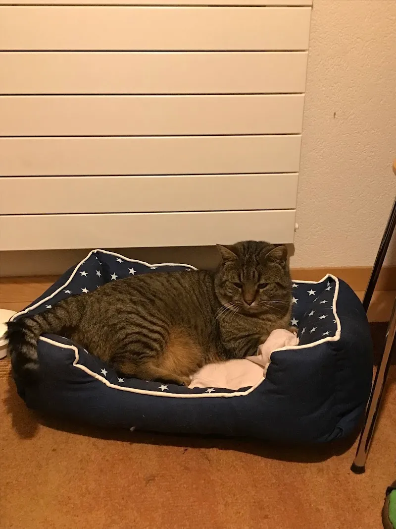 SPA Valais — Refuge, Uvrier, Valais. Foto 3