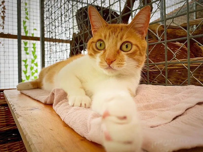 SPA du Haut-Léman — Refuge, Saint-Légier-La Chiésaz, Vaud. Foto 2