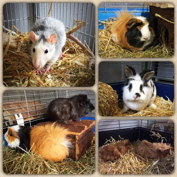 SPA du Haut-Léman — Refuge, Saint-Légier-La Chiésaz, Vaud. Foto 3