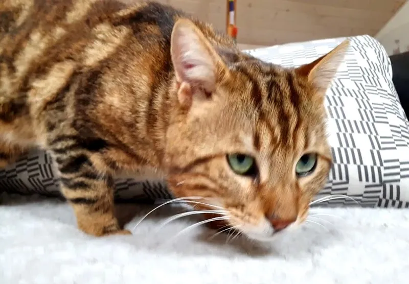 Société protectrice des animaux Neuchâtel et environs SPAN refuge — Refuge, Colombier, Neuchâtel. Foto 2