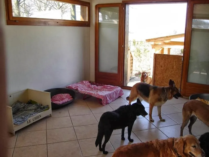 Le Compagnon Perly — Katzenpension, Perly-Certoux, Genf. Foto 3