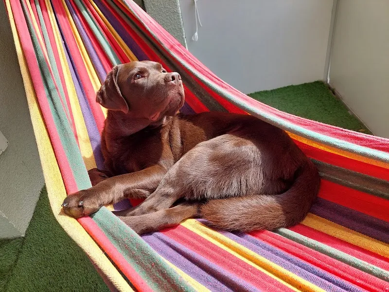 Tierschutzverein Liechtenstein — Tierheim in Näfels, Glarus. Bewertung 4.8/5.