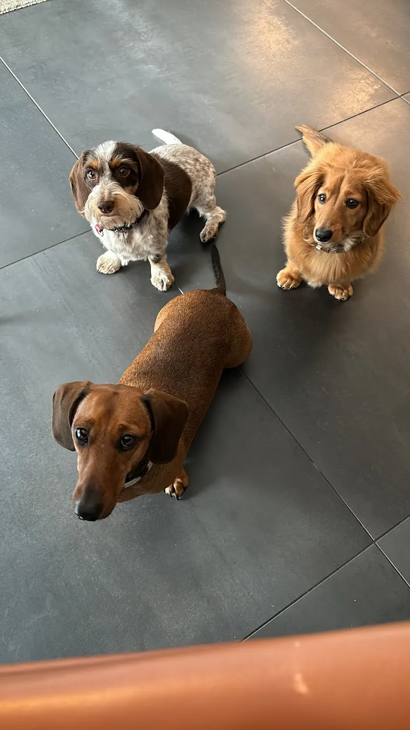 Tierschutzverein Liechtenstein — Tierheim, Näfels, Glarus. Foto 2