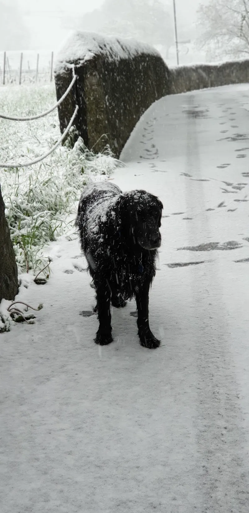 Tierschutzverein Liechtenstein — Tierheim, Näfels, Glarus. Foto 3