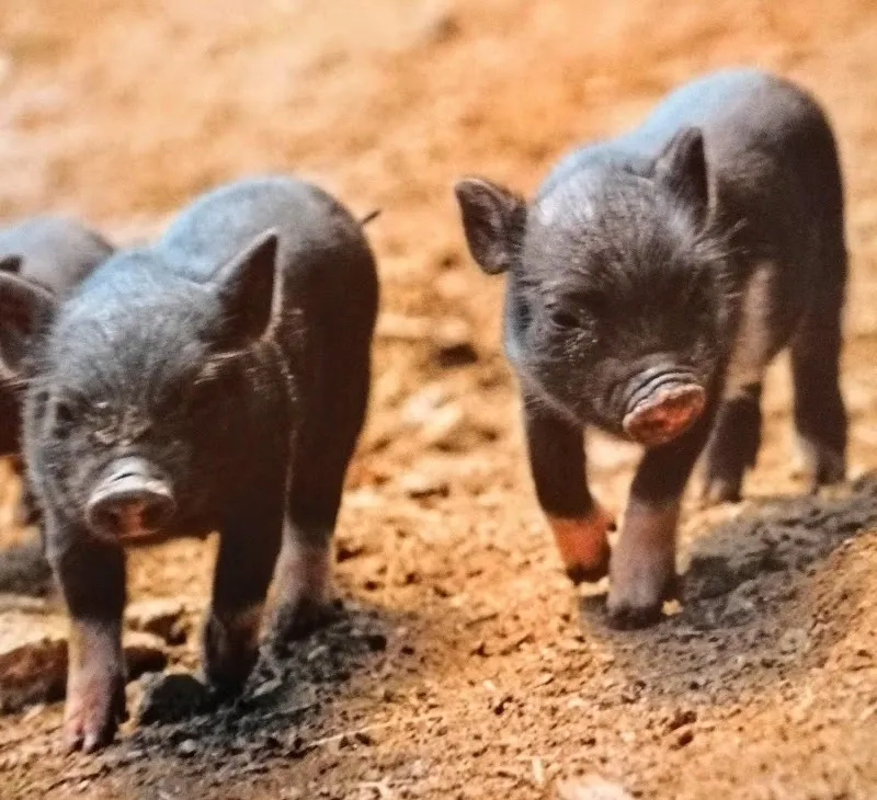 Tierschutzverein Romanshorn — Tierheim in Romanshorn, Thurgau. Bewertung 4.3/5.