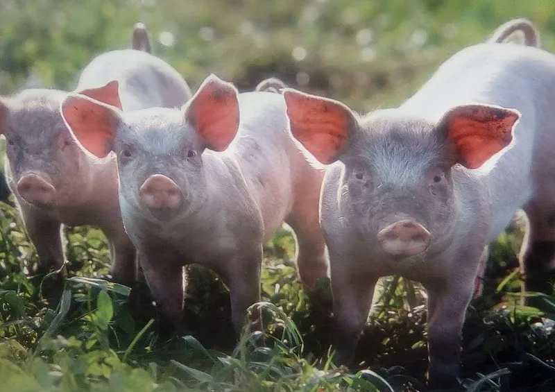 Tierschutzverein Romanshorn — Refuge, Romanshorn, Thurgovie. Foto 2