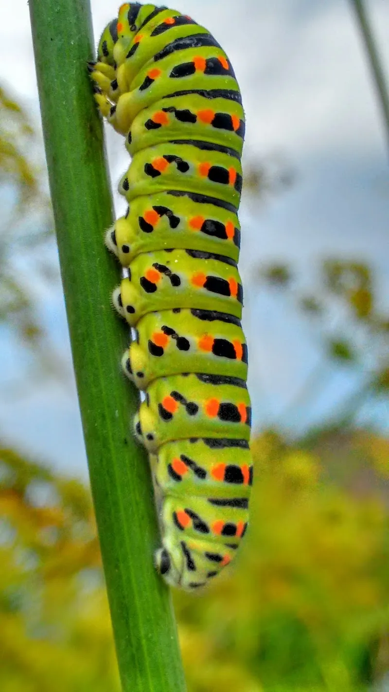 Tierschutzverein Romanshorn — Refuge, Romanshorn, Thurgovie. Foto 3