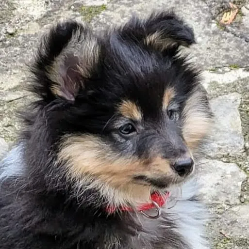 Refuge des 4 Vents — Tierheim in Montmelon, Jura. Bewertung 4.6/5.