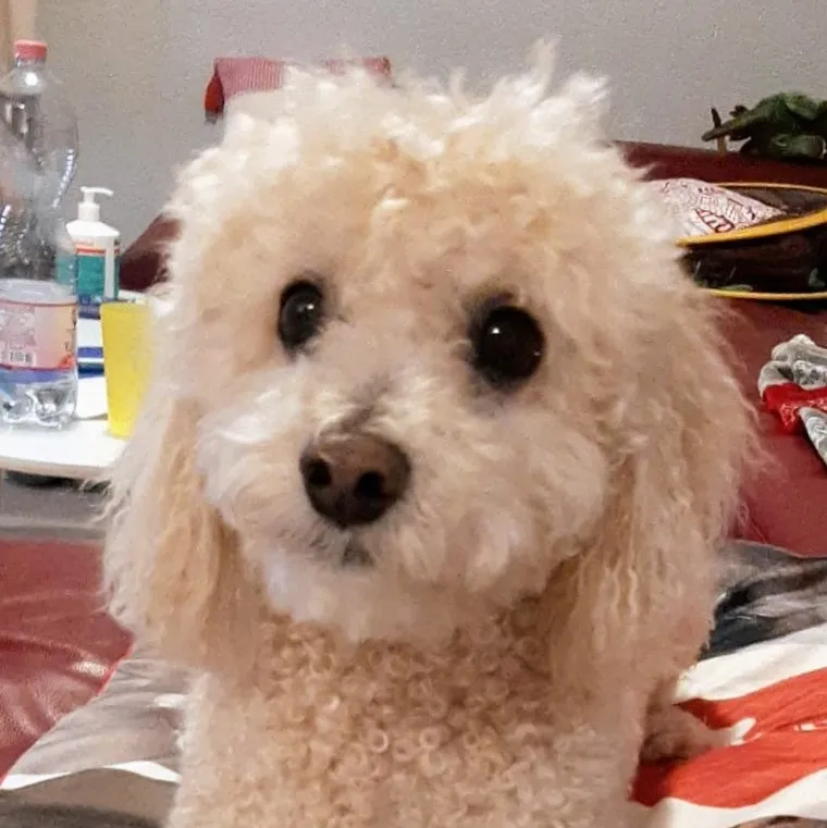 Refuge des 4 Vents — Tierheim, Montmelon, Jura. Foto 2