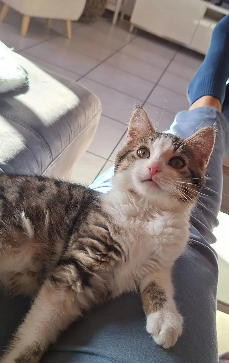 Tierschutz Oberwallis — Tierheim in Visp, Wallis. Bewertung 3.9/5.