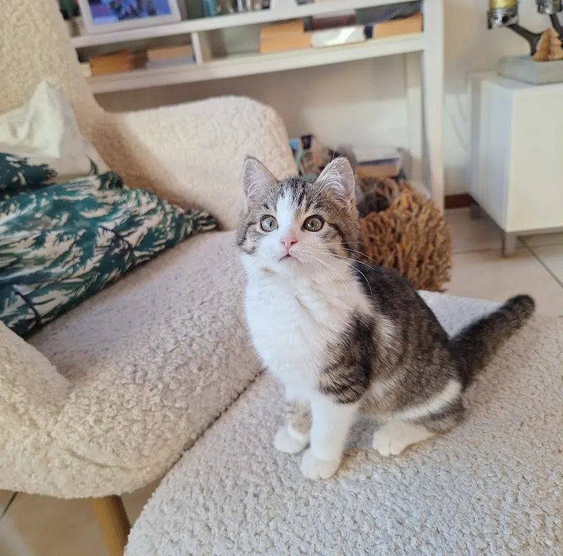 Tierschutz Oberwallis — Refuge, Visp, Valais. Foto 2