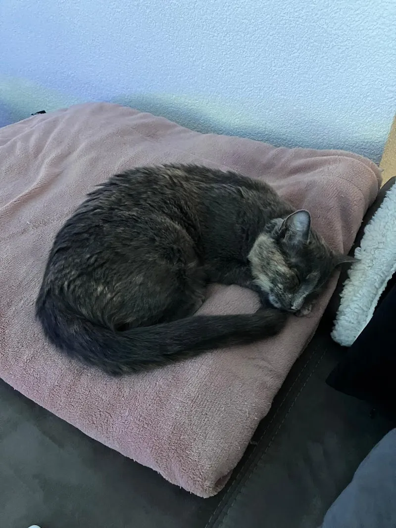 Tierschutz Oberwallis — Refuge, Visp, Valais. Foto 3