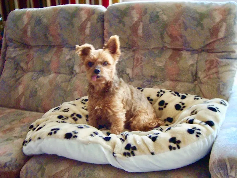 Tierheim Nesslau — Tierheim in Nesslau, St. Gallen. Bewertung 4.2/5.