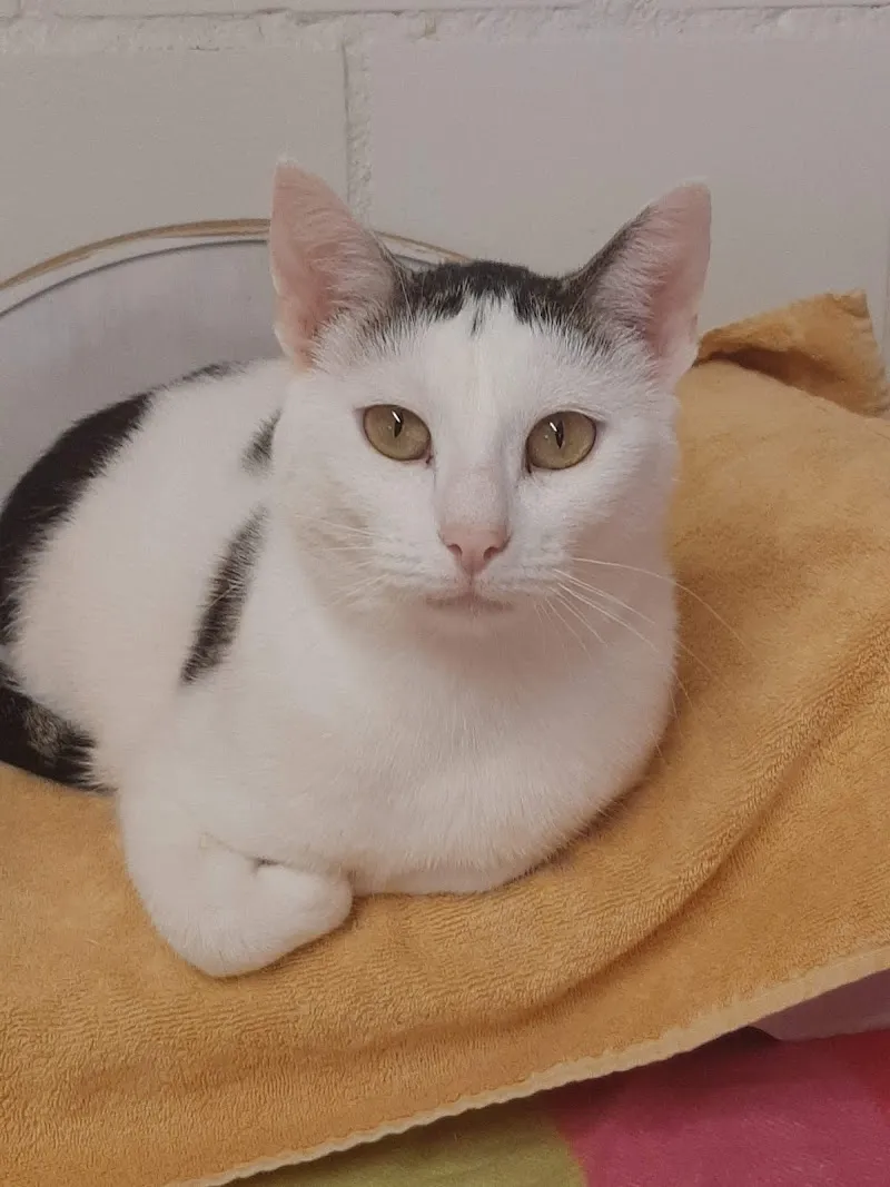 Tierschutzbund Basel Regional — Tierheim, Muttenz, Basel-Landschaft. Foto 2