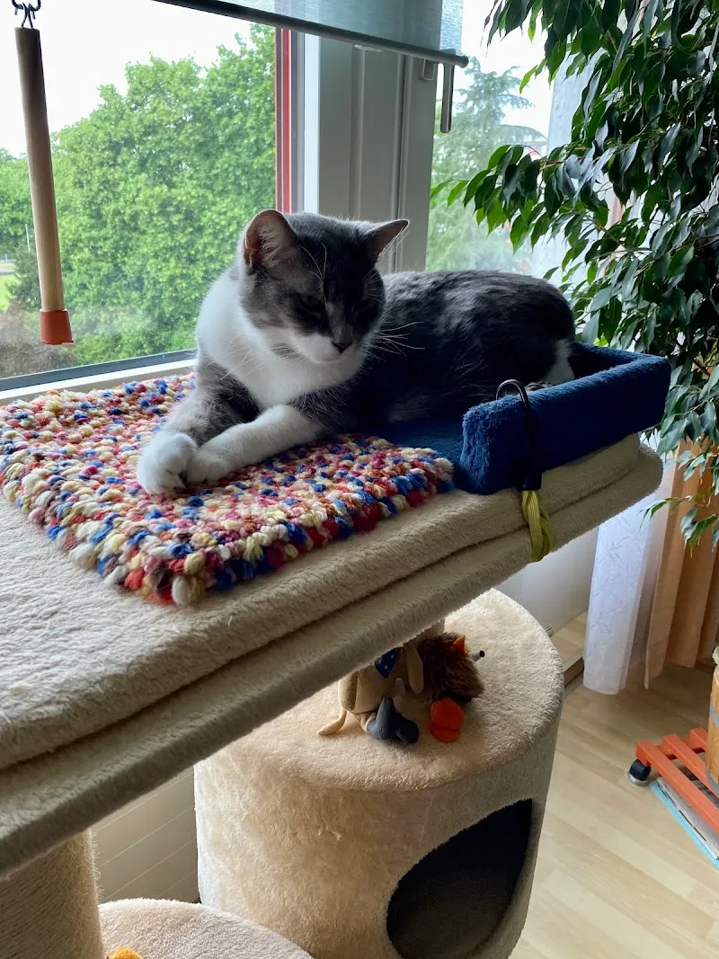 Tierschutzbund Basel Regional — Tierheim, Muttenz, Basel-Landschaft. Foto 3