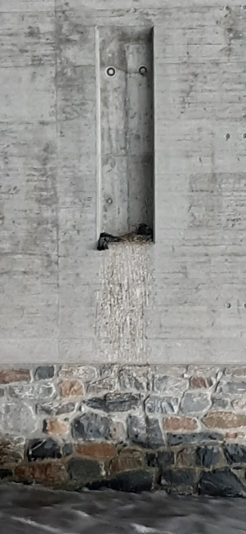 Graubündner Tierschutzverein — Tierheim, Chur, Graubünden. Foto 2