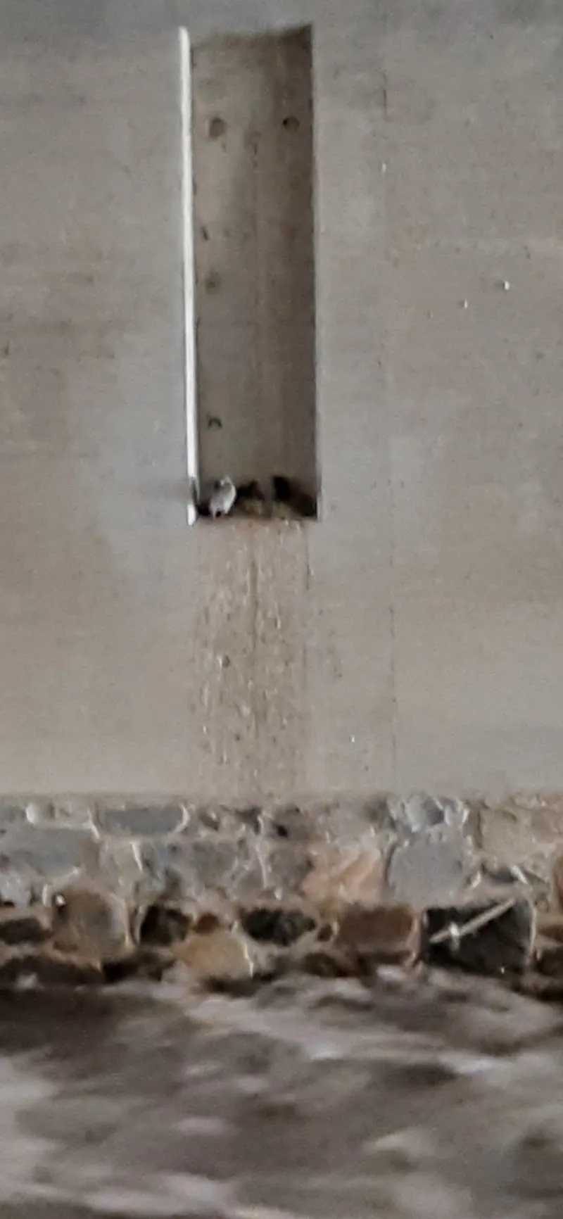 Graubündner Tierschutzverein — Tierheim, Chur, Graubünden. Foto 3