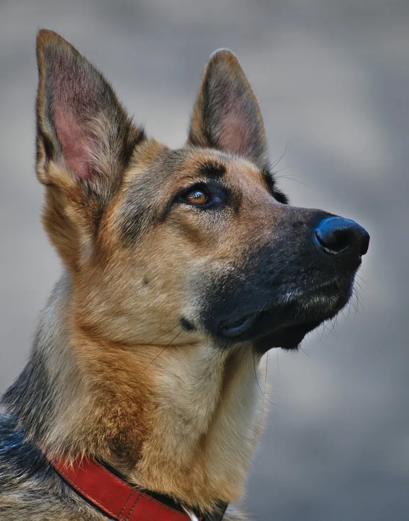 Thurgauischer Tierschutzverband TTSV — Tierheim in Wil, Thurgau. Bewertung 5.0/5.