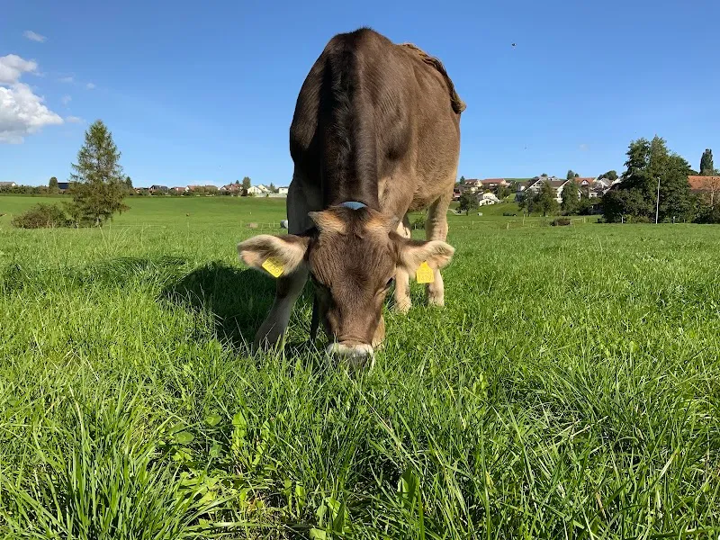 Tierschutzverein Bischofszell-Weinfelden und Umgebung — Tierheim in Weinfelden, Thurgau. Bewertung 3.5/5.