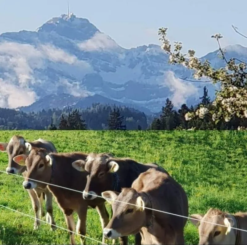 Tierschutzverein Bischofszell-Weinfelden und Umgebung — Tierheim, Weinfelden, Thurgau. Foto 2
