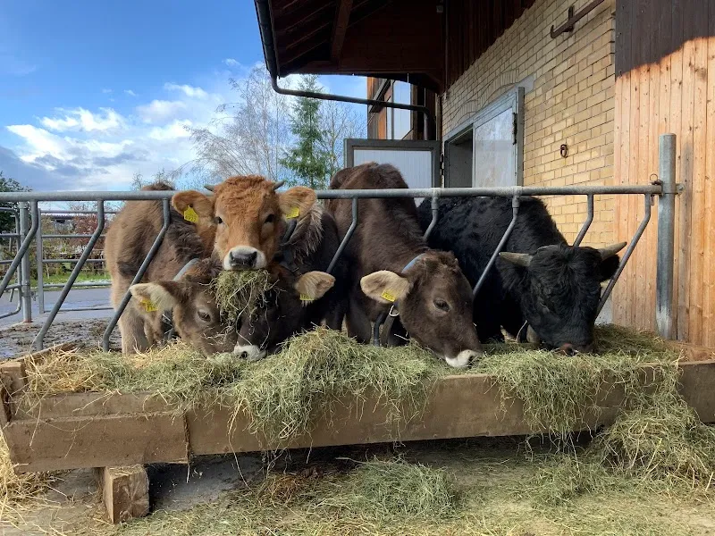 Tierschutzverein Bischofszell-Weinfelden und Umgebung — Tierheim, Weinfelden, Thurgau. Foto 3